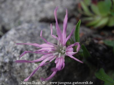 Zwergkuckucks-Lichtnelke 